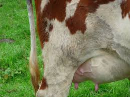 National Dairy Products appoints administrator
